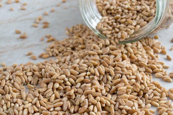 Il farro: cereale antico dalle proprietà senza tempo